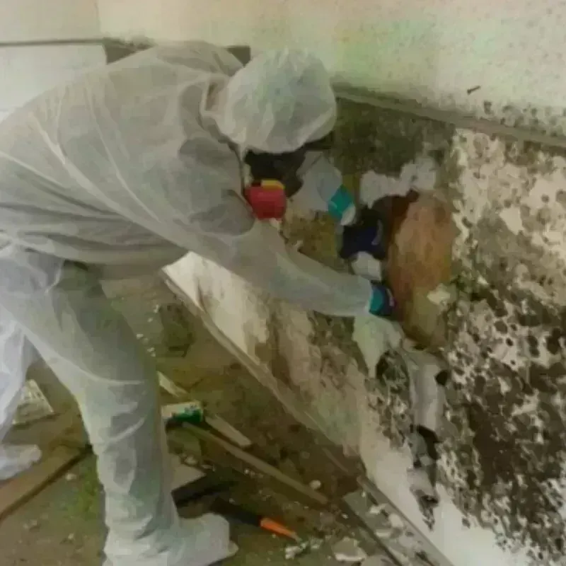 Mold Remediation and Removal in Pablo, MT